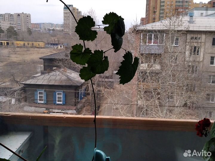 Комнатные растения цветы большие