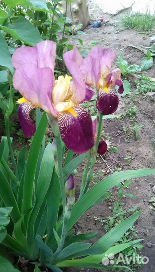 Ирисы сортовые
