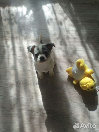 Антидепрессанты щеночки чихуа