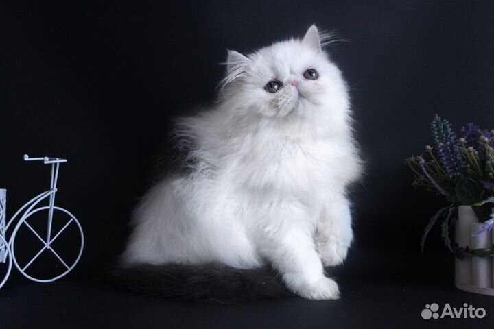 Персидская кошечка-конфетка
