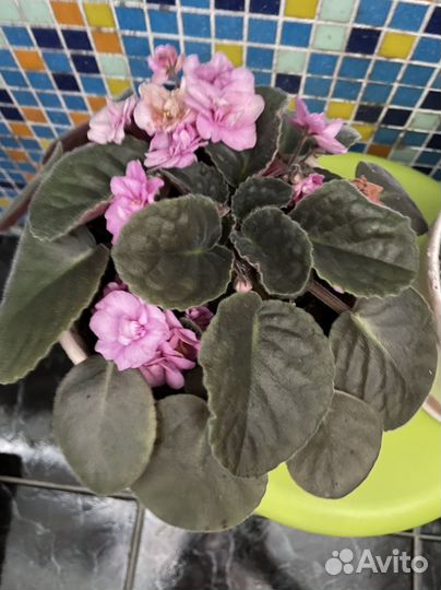 Фиалки цветущие в горшке