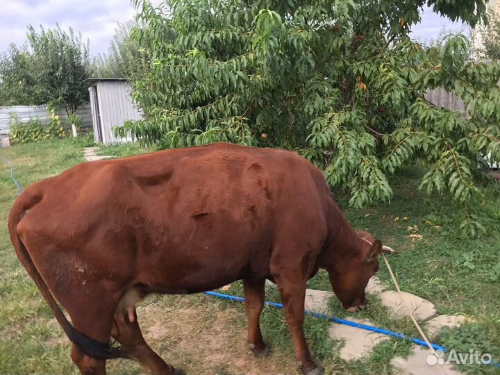 Корова дойная