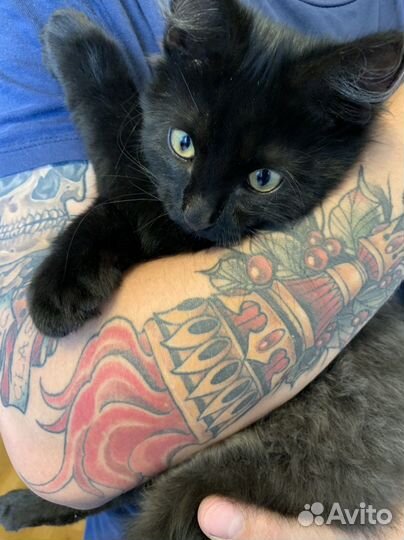 Котик Снежок в хорошие руки