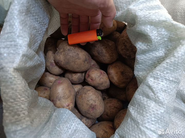 Продам картофель
