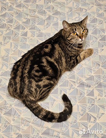 Кошка полосатик табби
