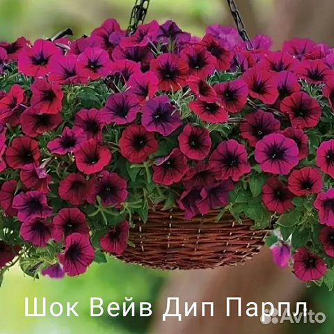 Петуния Гигант, Ампельная, Каскадная. Рассада купить в Москве | Товары ...
