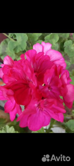 Пеларгония, герань, сортовая