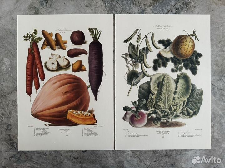 Репродукция. Овощи 3. Европа