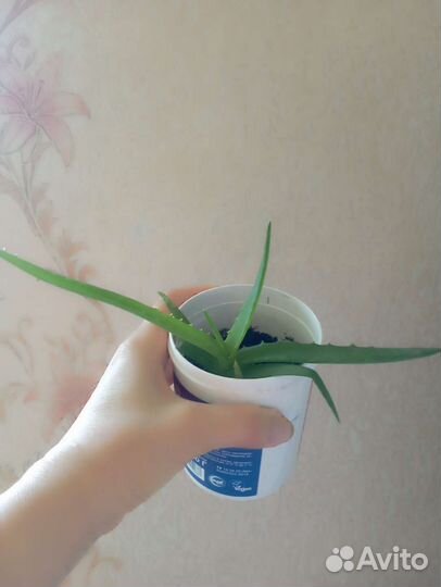 Алоэ лечебный (столетник)