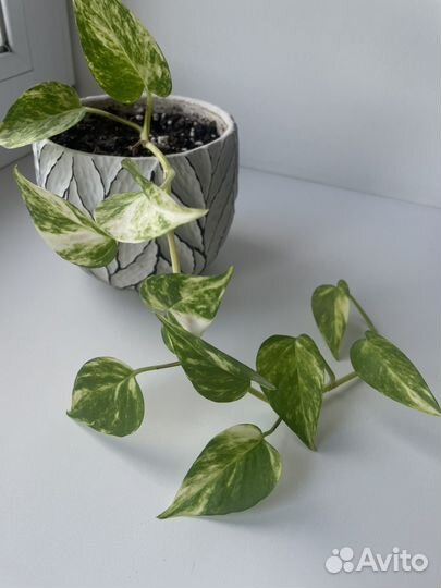 Эпипремнум золотистый черенки на срез