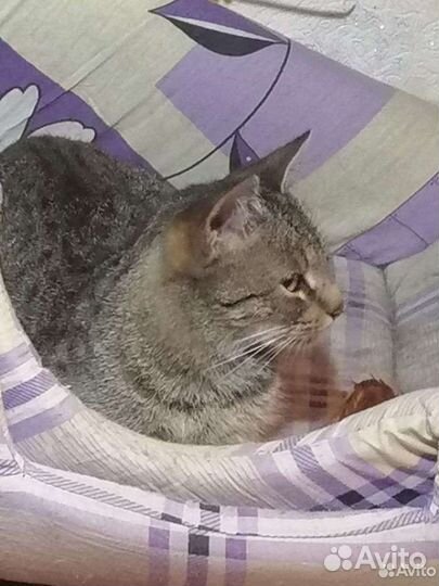 Кошка ласковая