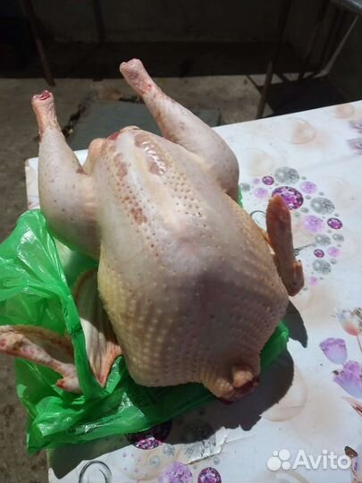 Индюки домашние