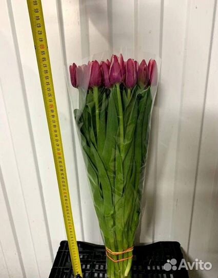 Люкс Тюльпаны к 8 марта