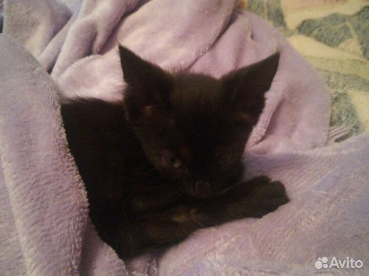 Кошка