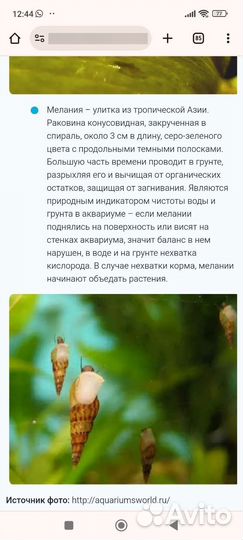 Улитки для аквариума