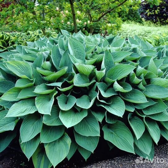 Хоста, деленка, саженец, куст