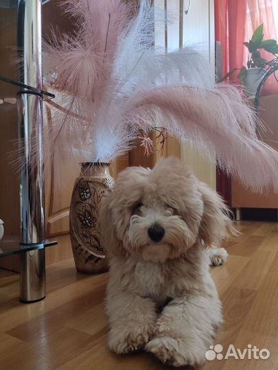 Кобель Мальтипу для вязки