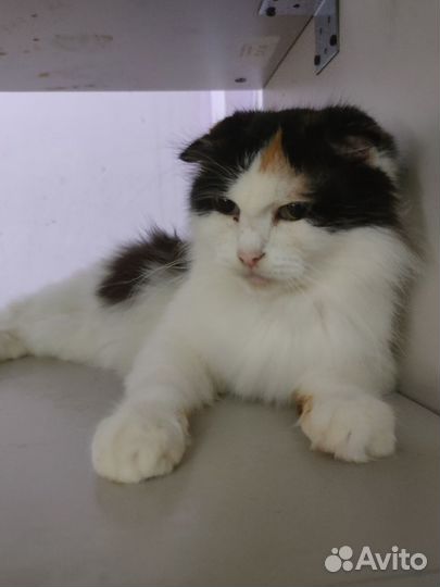 Фиона-2 вислоушка