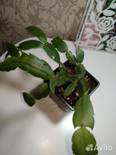 Красивоцветущие комнатные растения