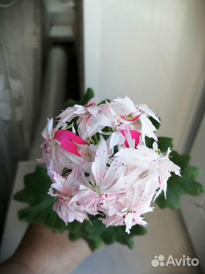 Пеларгонии сортовые