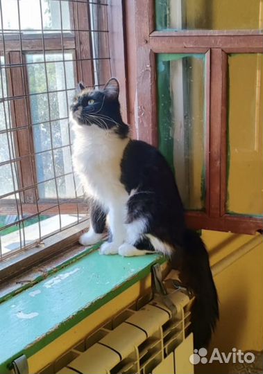 Скромная и благодарная кошечка ищет дом