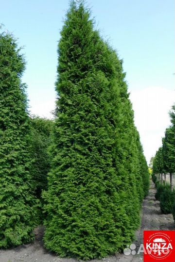 Туя брабант