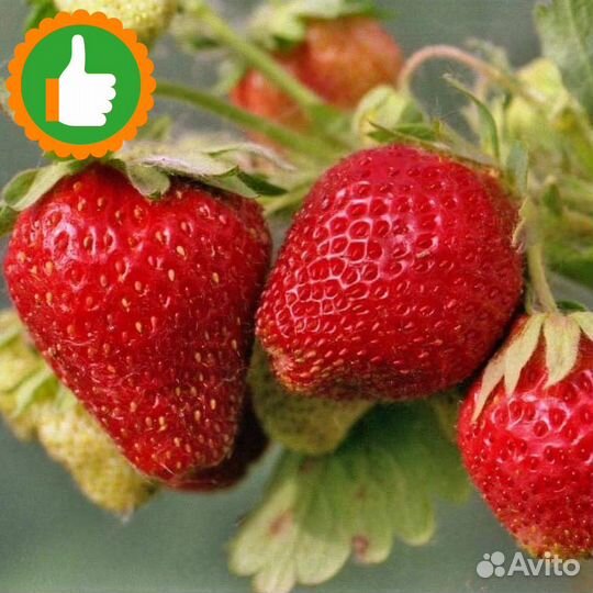 Саженцы клубника ремонтантная Брайтон 5 шт