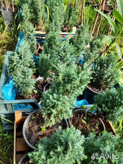 Кипарисовик