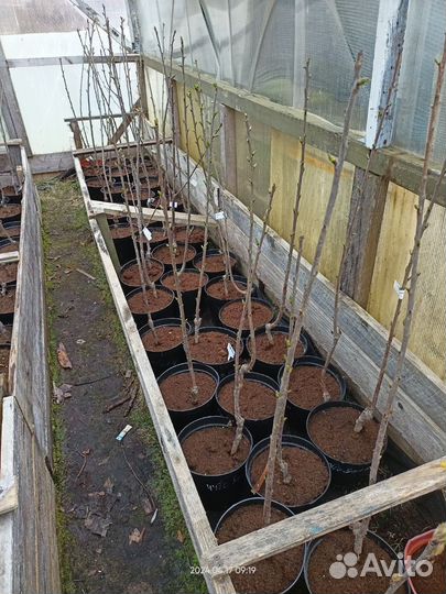 Черевишня(Дюк)