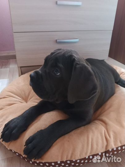 Щенки кане корсо девочки