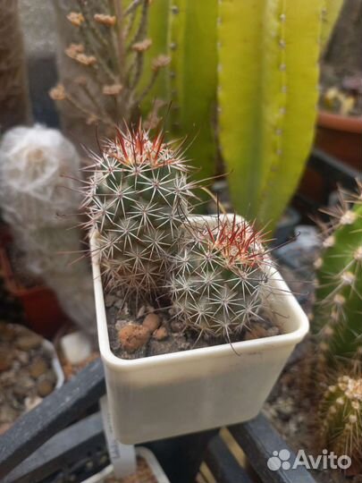 Кактус, астрофитум кабуто, астериас гибрид