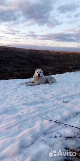 Кобель для вязки