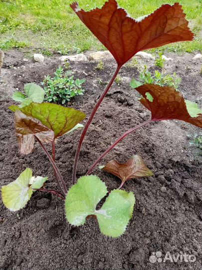 Бузульник, флокс, лилейник