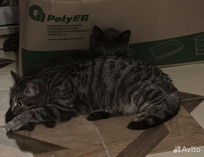 Они нереально умные Котята в добрейшие руки