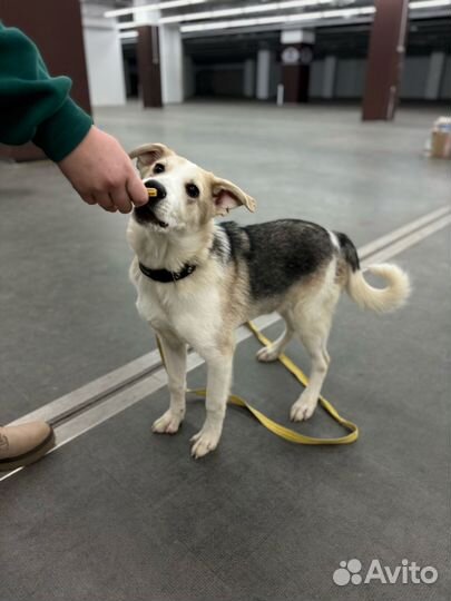 Щенок мальчик