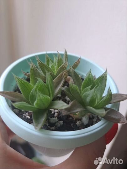 Суккуленты