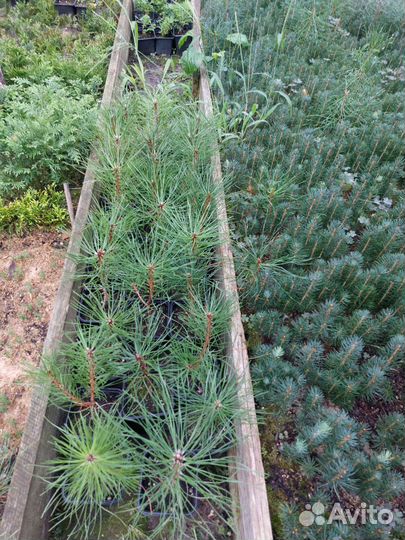 Сосна Крымская