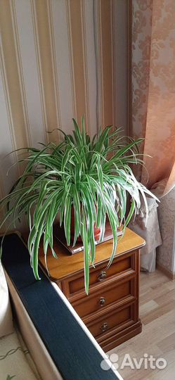 Хлорофитум