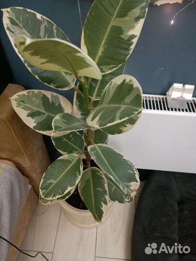 Фикус тинеке