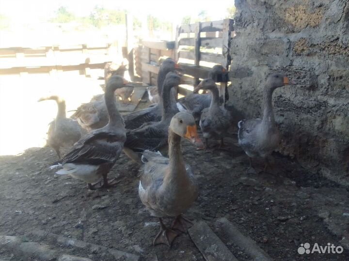 Гусыни и гуси