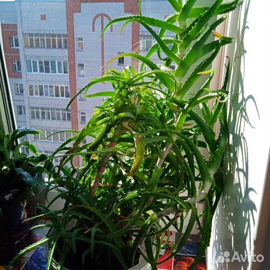 Алоэ лечебный