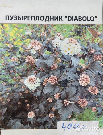 Саженцы декоративные кустарники