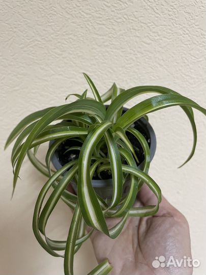 Хлорофитум кудрявый Бонни