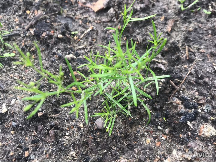 Гипсофила ползучая