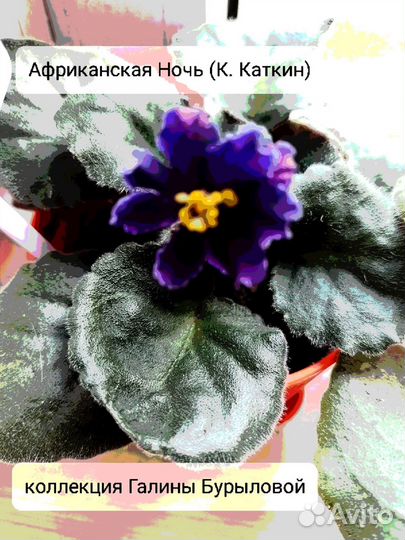Домашние цветы