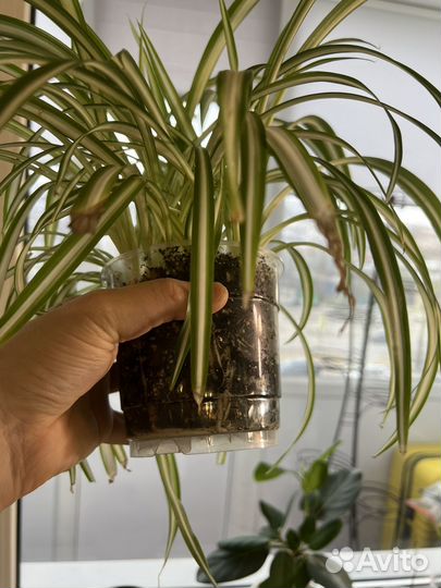 Хлорофитум