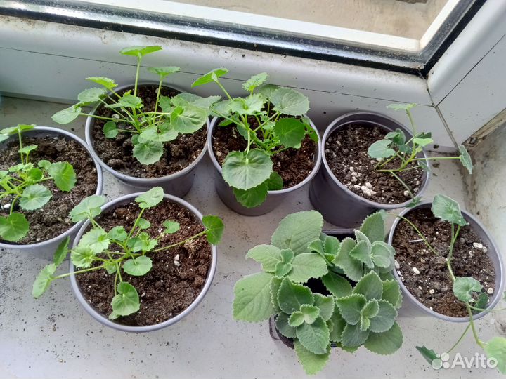 Комнатные цветы