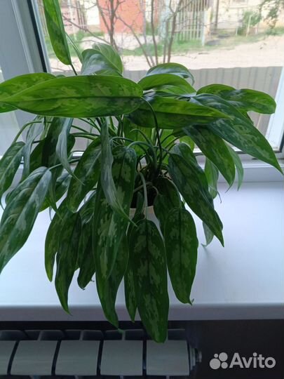 Комнатные растения