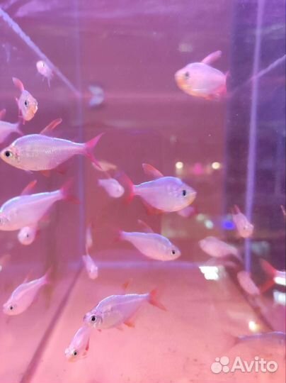 Тетры в ассортименте, Аквариумные рыбки, магазин
