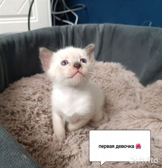 Тайские котята